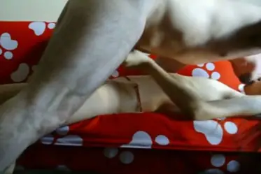 Webcam Colmek Pakai Handuk Sampai Muncrat Basah